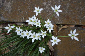 傘花虎眼萬年青 傘花虎眼萬年青