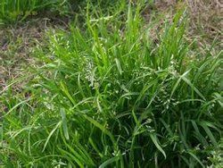 穎毛早熟禾 穎毛早熟禾