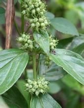 麻栗坡銀背藤 麻栗坡銀背藤