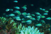 各種會發光的魚