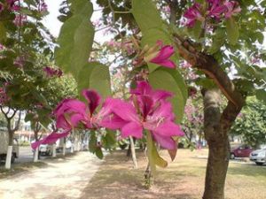 蘇木科紫荊花 蘇木科紫荊花