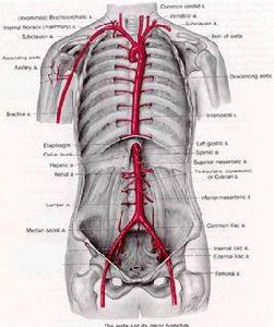 側支吻合 側支吻合