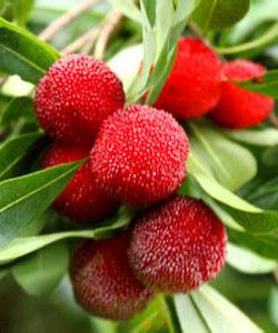 福建楊梅 福建楊梅