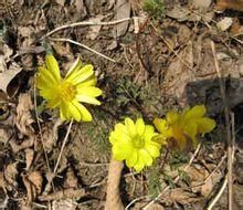 金色冰涼花 金色冰涼花