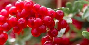 白刺果?fr=aladdin