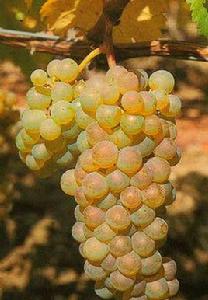 阿里郭特 阿里郭特