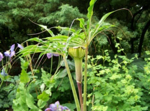 會澤南星 會澤南星