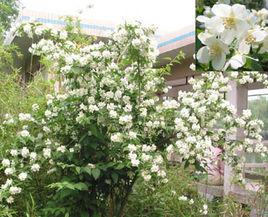 太平花系 太平花系