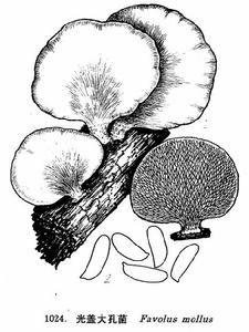 光蓋棱孔菌 光蓋棱孔菌