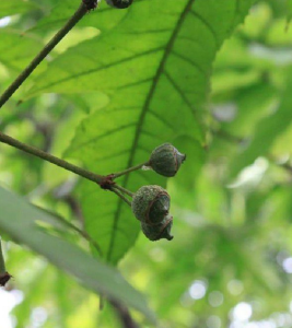 廣葉參屬 廣葉參屬