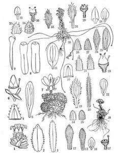 稻城虎耳草 稻城虎耳草