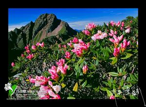 玉山杜鵑 玉山杜鵑