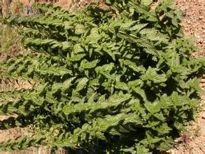 高原蕁麻 高原蕁麻