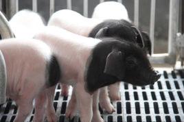 金華兩頭烏豬 金華兩頭烏豬