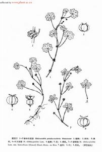 貴州落地金錢 貴州落地金錢