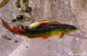 葡萄條鰍 葡萄條鰍