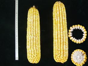 邢玉8號 邢玉8號