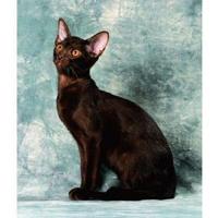 哈瓦那貓 哈瓦那貓