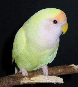 日本黃桃臉牡丹鸚鵡 日本黃桃臉牡丹鸚鵡