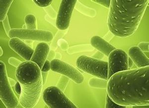 非細胞植物 非細胞植物