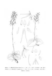 中泰玉鳳花 中泰玉鳳花