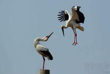 東方白鸛攝影欣賞