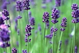薰衣草