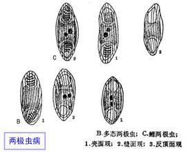 兩極蟲屬 兩極蟲屬