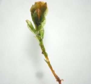 齒肋牆蘚 齒肋牆蘚