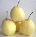 天津鴨梨