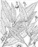 水東哥(原變種) 水東哥(原變種)