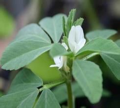 葫蘆巴提取物 葫蘆巴提取物