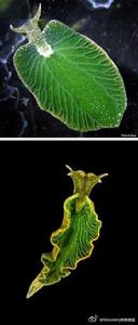 綠葉海天牛 綠葉海天牛