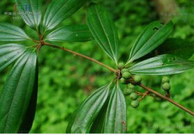 紫雲山新木姜子 紫雲山新木姜子