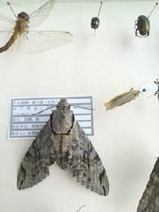 灰翅天蛾 灰翅天蛾