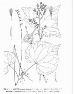 紫背蟹甲草 紫背蟹甲草