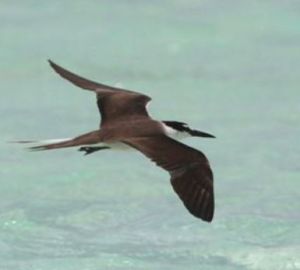 褐翅燕鷗非洲亞種 褐翅燕鷗非洲亞種