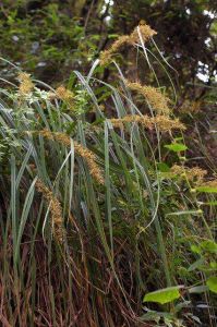 翅莖薹草 翅莖薹草