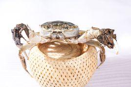 陽澄湖大閘蟹 陽澄湖大閘蟹