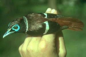 米沙島闊嘴鳥 米沙島闊嘴鳥