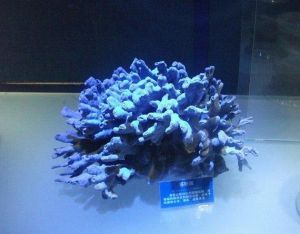 蒼珊瑚