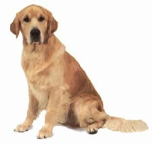 金毛尋獵犬 金毛尋獵犬