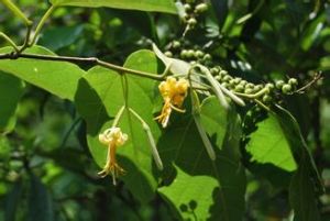 髯毛八角楓 髯毛八角楓