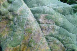 花椰菜花葉病毒科 花椰菜花葉病毒科