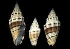 繩紋菖蒲螺 繩紋菖蒲螺