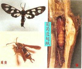 葡萄透翅蛾 葡萄透翅蛾