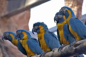 藍喉金剛鸚鵡 藍喉金剛鸚鵡