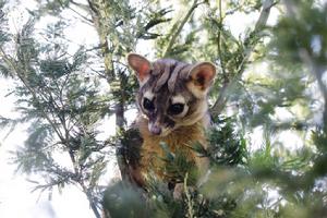 中美蓬尾浣熊 中美蓬尾浣熊
