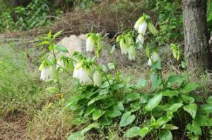刺毛風鈴草 刺毛風鈴草