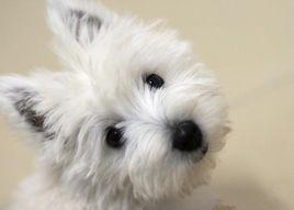 西高地白梗犬 西高地白梗犬